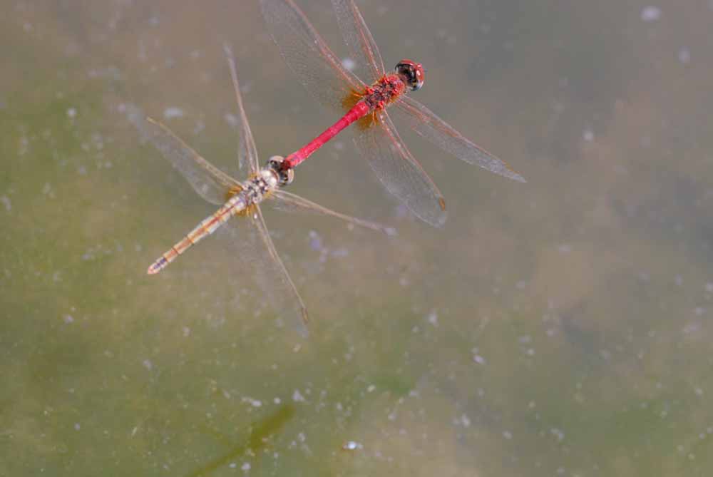 libellula da identificare